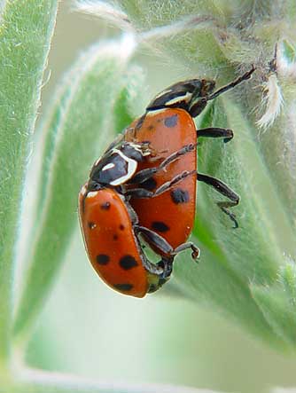 Convergent lady beetles mating - Hippodamia convergens
