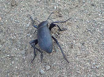 Darkling beetle picture - rearing up in defense