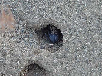 Picture of a darkling beetle hiding in a hole