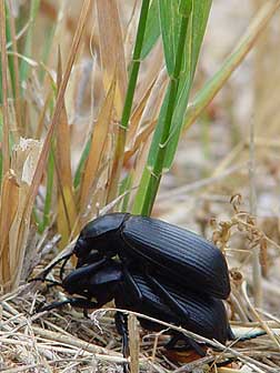 Picture of darkling beetles mating