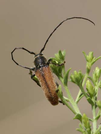 Picture of western sculptured pine borer or Chalcophora angulicollis