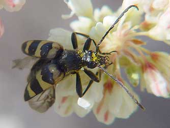 Picture of a striped flower longhorn beetle
