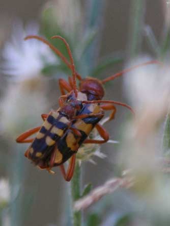 Picture of striped flower longhorn beetle male and female
