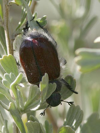 Picture of a little bear beetle or Paracotalpa granicollis