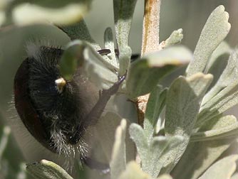 Eastern Washington beetle pictures