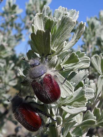 Little bear beetle pictures - genus Paracotalpa