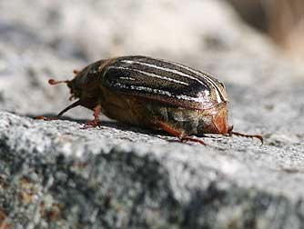 Ten-lined June Beetle