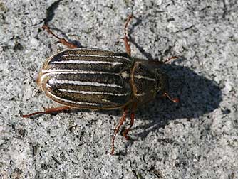 Long-haired June bug female - Polyphylla crinita