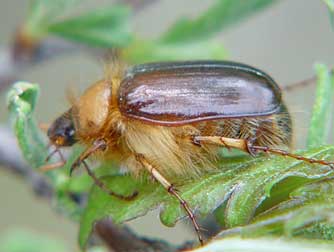 May beetle, genus Phyllophaga
