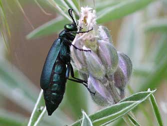 Oil beetle or meloe blister beetle