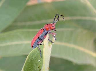 Red-femured milkweed borer Tetraopes femoratus