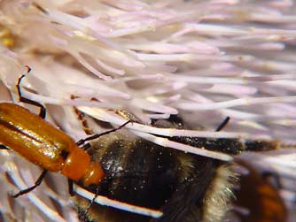 Photo of orange Nemognatha blister beetles on wavyleaf thistle flower, climbing on a long-horned bee