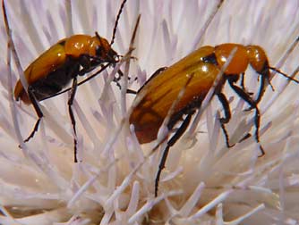 Picture of orange Nemognatha blister beetles