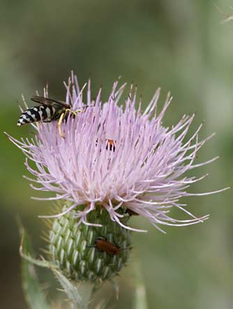 Photo of orange Nemognatha blister beetles on wavyleaf thistle flower, with bembicine sand wasp