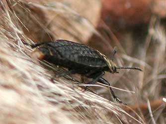 Northern carrion beetle on a carcass - Thanatophilus lapponicus