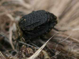 Picture of northern carrion beetles mating