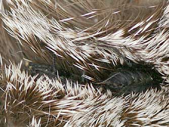 Picture of northern carrion beetles digging into meat