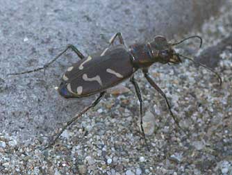 Picture of Oblique Tiger Beetle - Cicindela tranquebarica