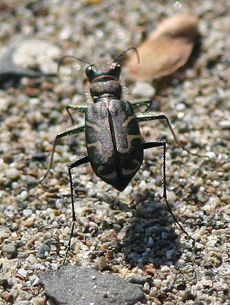 Picture of Oblique Tiger Beetle - Cicindela tranquebarica