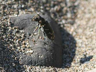 Picture of Oblique Tiger Beetle preparing to fly