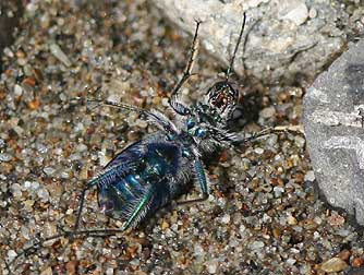 Picture of Oblique Tiger Beetle dorsum or underside