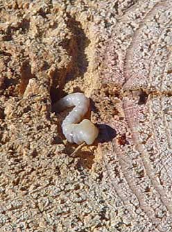 Picture of a flathead borer burrowing in ponderosa pine