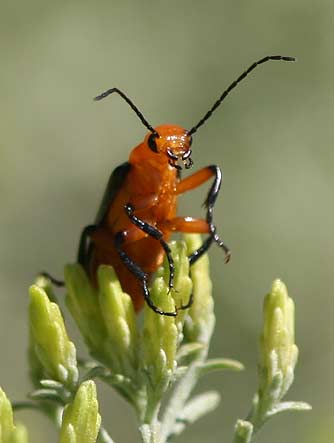 Podabrus soldier beetle picture