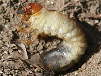 Long-haired June Beetle Larva - Polyphylla crinita