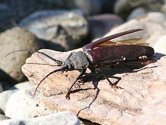 Ponderous borer beetle pictures - Ergates spiculatus