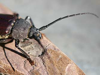 Picture of ponderous borer beetle, a Cerambycidae