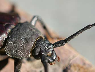 Ponderous borer beetle for comparison