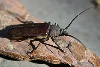 Picture of ponderous borer beetle or Ergates spiculatus