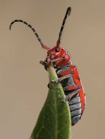 Red-femured milkweed borer