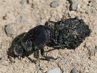 Tumblebug pictures - a dung beetle scarab beetle