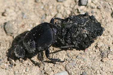 Picture of a tumblebug, a scarab beetle pushing a ball of dung