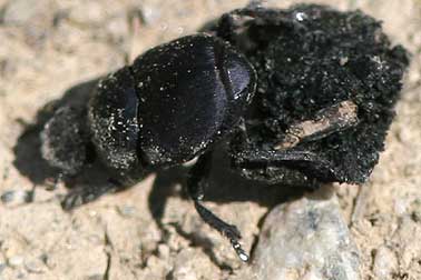 Photo of a tumblebug rolling deer dung for its young scarabs