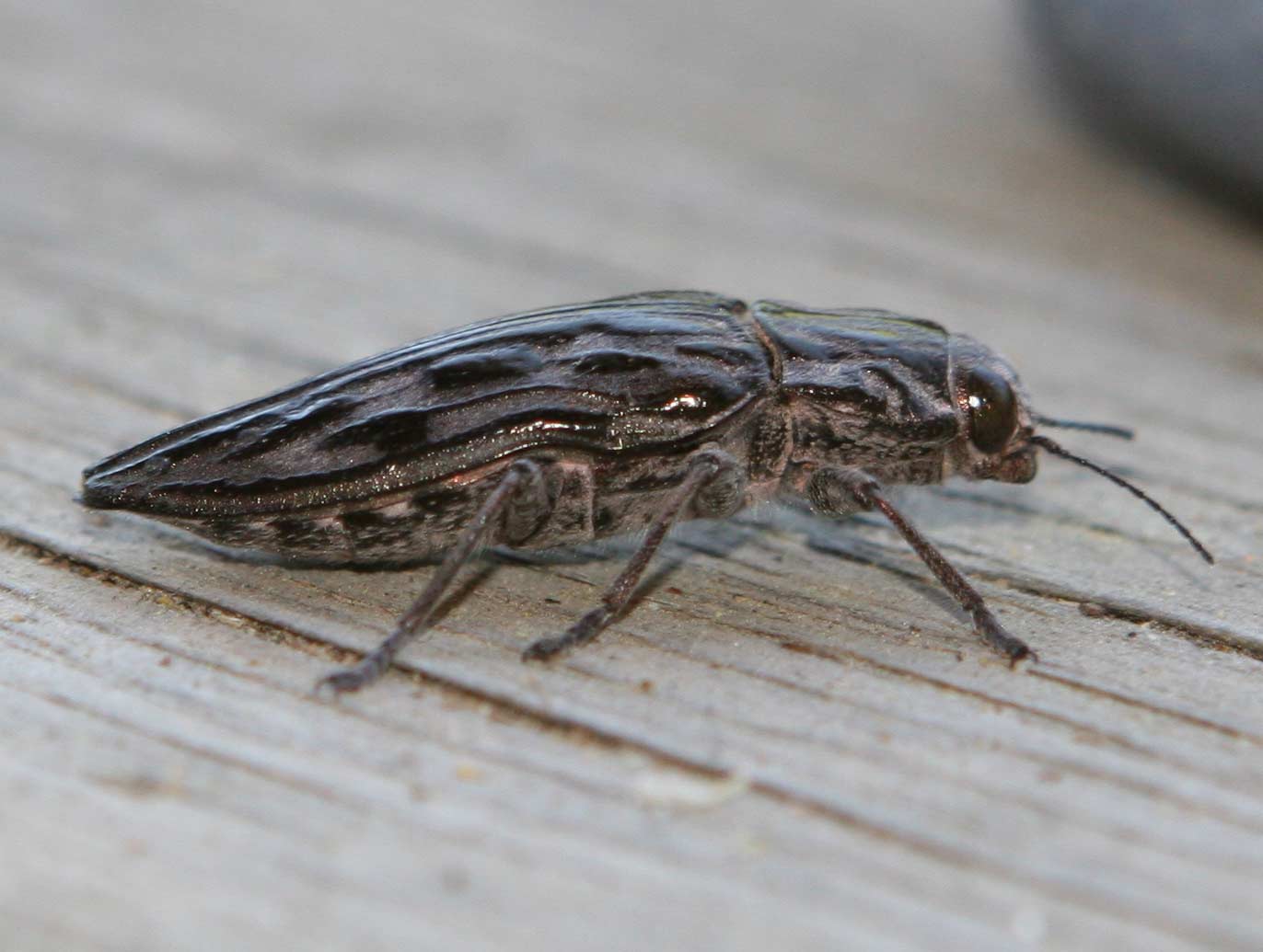 What is a pine borer beetle?