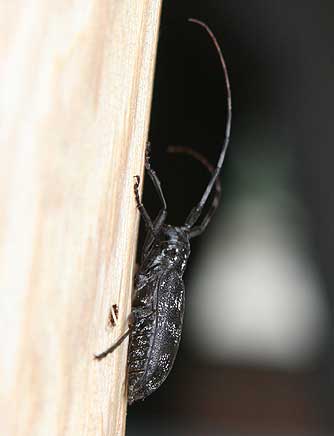 Long horned wood boring beetle picture - white spotted sawyer or Monochamus maculosus