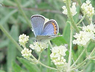 Picture of a male acmon - lupine blue butterfly nectaring on buckwheat