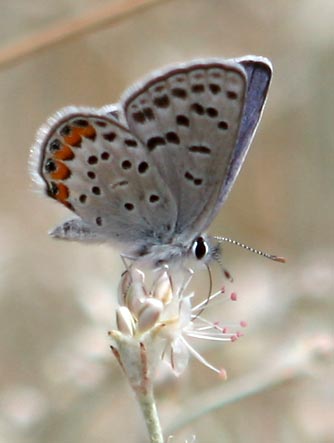 Acmon-lupine blue butterfly nectaring on snow buckwheat