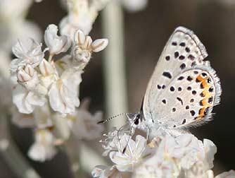 Acmon or Lupine Blue (Plebejus) butterfly basking on buckwheat flowers