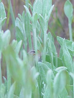 Picture of acmon or lupine blue butterfly in snow buckwheat