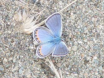 Acmon - lupine blue butterfly picture