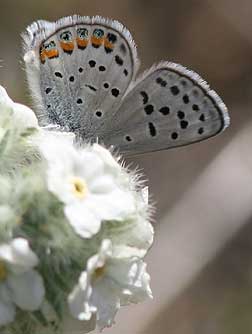 Acmon - lupine blue butterfly nectaring on white forget-me-not