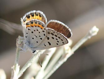 Picture of female acmon - lupine blue butterfly nectaring on buckwheat