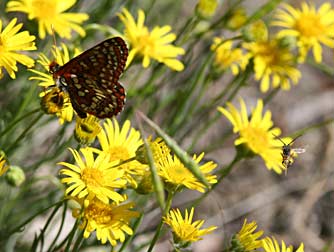 Anicia checkerspot nectaring on fleabane, with flying bee