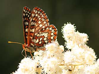 Anicia checkerspot butterfly nectaring on ocean spray flowers