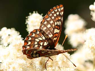 Anicia Checkerspot butterfly or Euphydryas anicia veazieae nectaring on ocean spray