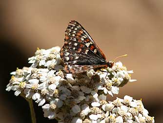 Picture of Anicia Checkerspot butterfly or Euphydryas anicia hopfingeri nectaring on Yarrow