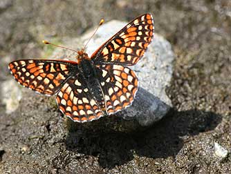 Euphydryas anicia hopfingeri dorsal